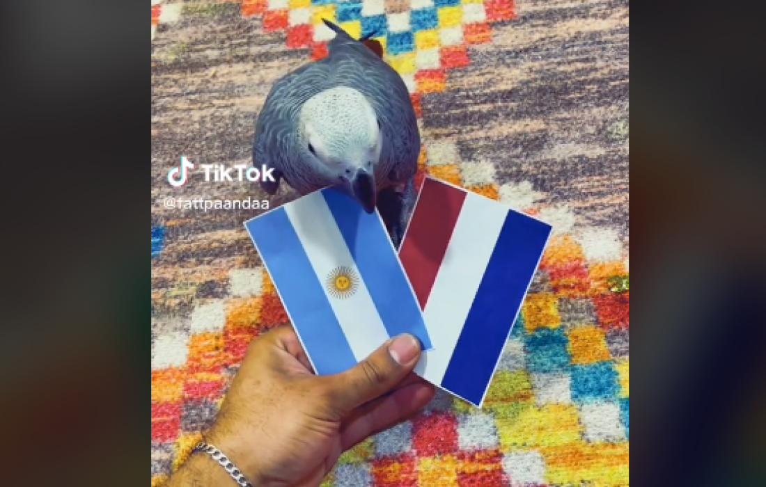 تنبأ بفوز 