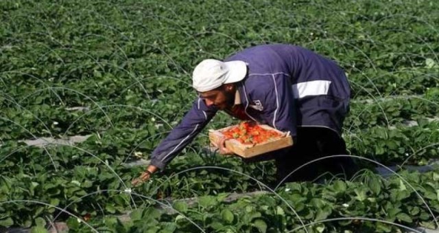 تسهيلات للمزارعين والعاملين بالقطاع الحيواني بغزة خلال أيام