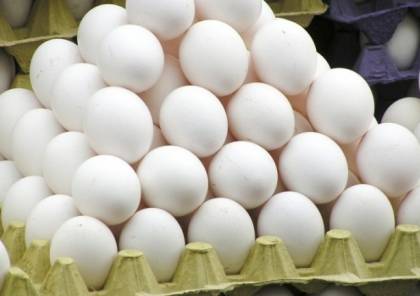الزراعة بغزة: هذا ما يستهلكه القطاع من البيض يوميا